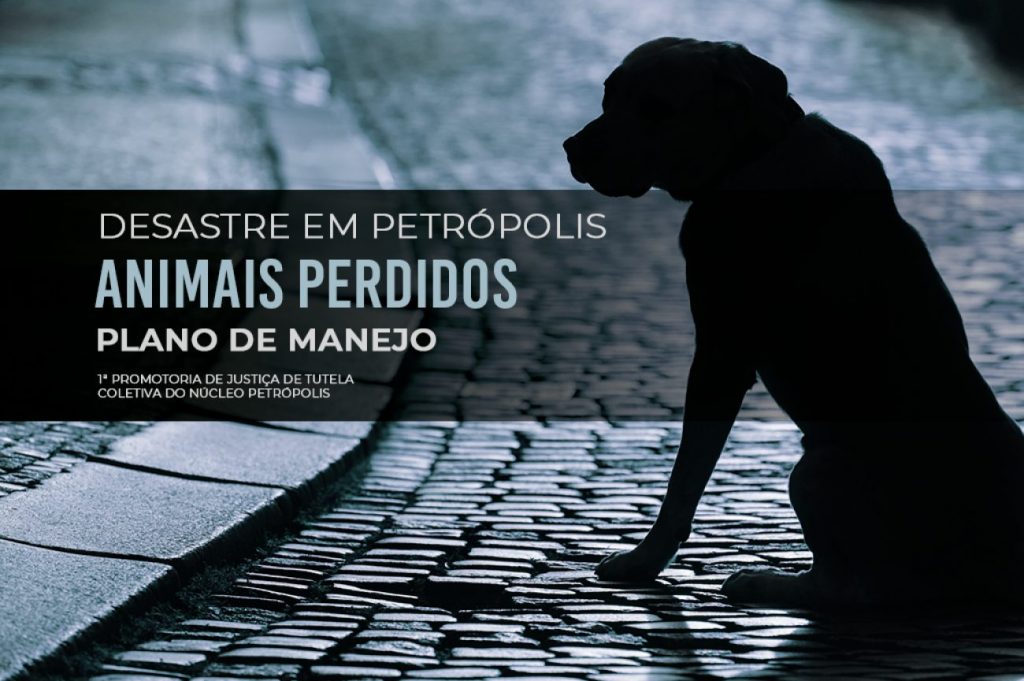 MPRJ pede que a prefeitura de Petrópolis apresente plano de manejo para animais perdidos após chuvas de fevereiro