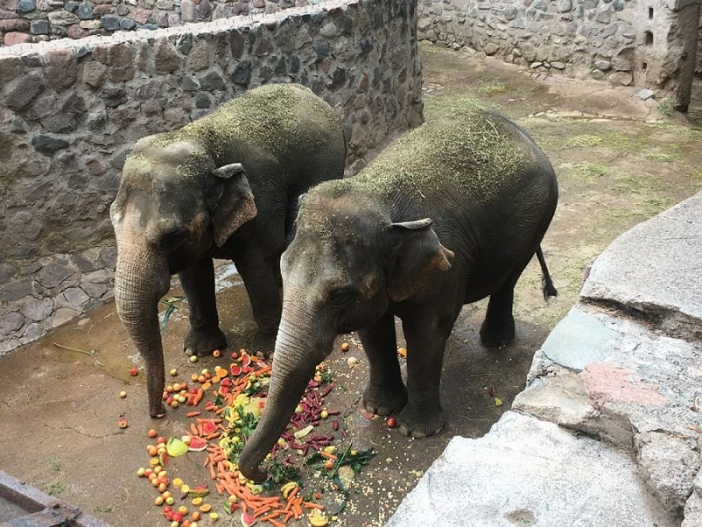 Ponto de chegada de elefantas ao Brasil será em Foz do Iguaçu nesta terça-feira (10)
