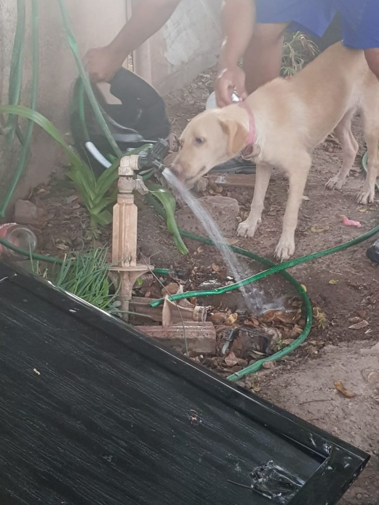 Polícia Civil resgata cadela em situação de abandono em Corumbá
