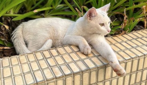 Internauta procura gato desaparecido na região do Lago Internauta procura gato desaparecido na região do Lago