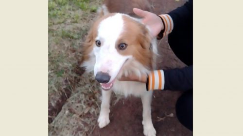 Cachorro foi encontrado na região do Bairro Brasília