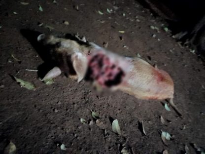 Suposta onça ataca novamente e mata porco em área rural perto da cidade