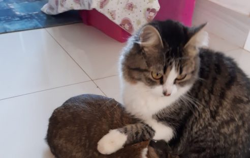 Maria, a gata, desapareceu de residência na Rua André de Barros