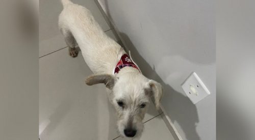 Internauta encontra cachorrinha perdida perto do Shopping JL