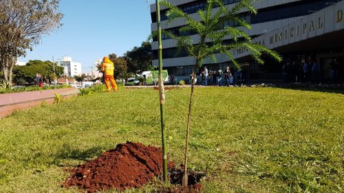 Plantio de muda de araucária no jardim da Prefeitura marca início de projeto sobre paisagens naturais