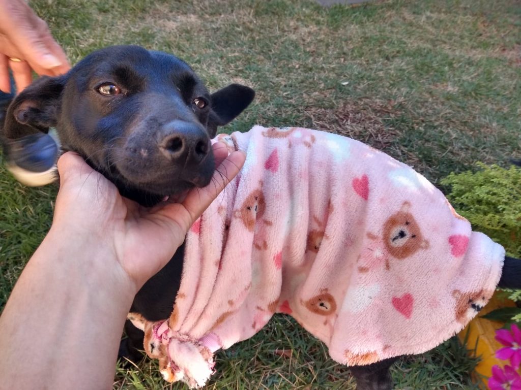 Cachorro com roupa de ursinho é encontrado no Parque São Paulo