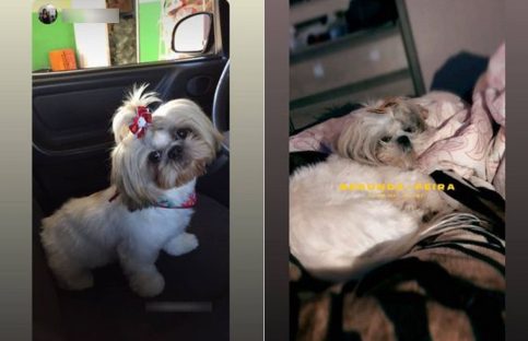 Cachorrinha “Pandora” desapareceu de residência no Bairro Morumbi Cachorrinha “Pandora” desapareceu de residência no Bairro Morumbi