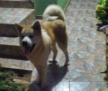 Internauta procura por cachorros que sumiram na região do Country Internauta procura por cachorros que sumiram na região do Country