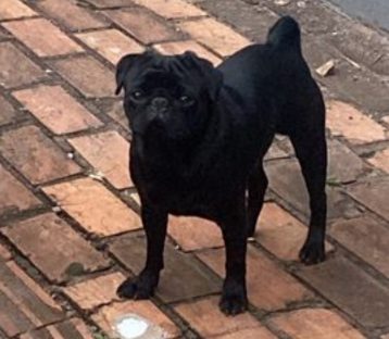 Imagem referente a Cachorro desapareceu no bairro Parque São Paulo