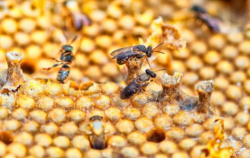 Imagem referente a Projeto de Lei deve proibir no Paraná o uso de inseticida que causa morte de abelhas