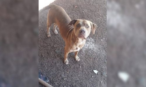 Moradora procura por cachorro desaparecido no Bairro Tarumã