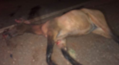 Imagem referente a Cavalo morre ao ser atropelado na PR-488, em Santa Helena
