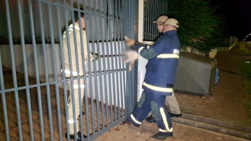 Gato fica ferido ao prender pata no portão e Bombeiros são acionados no Riviera