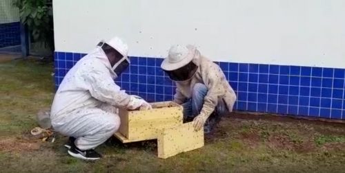 Imagem referente a Defesa Civil realiza remoção de abelhas no Cmei do Santa Cruz