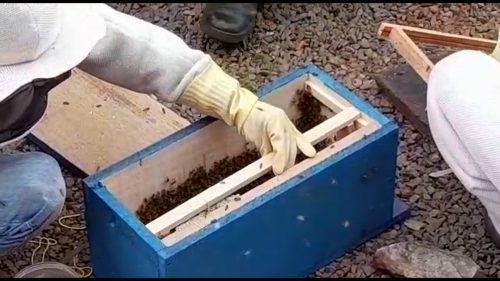 Imagem referente a Defesa Civil realiza retirada de enxame de abelhas no Los Angeles