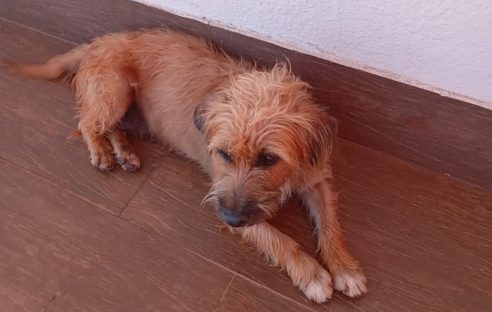 Cachorrinha foi encontrada no Parque São Paulo