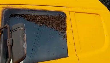 Enxame de abelhas é retirado pela Defesa Civil no Bairro São Cristóvão