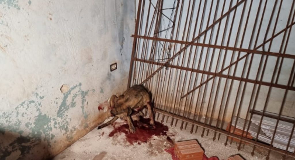 Jovem escapa ileso de 39 disparos de arma de fogo, mas cachorro é atingido Jovem escapa ileso de 39 disparos de arma de fogo, mas cachorro é atingido
