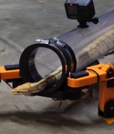 Cobra que anda? vídeo mostra serpente caminhando com patas robóticas