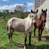 Castro promete multar donos de cavalos soltos nas ruas