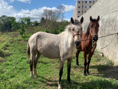 Castro promete multar donos de cavalos soltos nas ruas