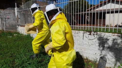 Defesa Civil estreia nova roupa em serviços de remoção de abelhas