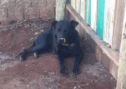 Cachorrinha está perdida no Bairro Cascavel Velho Cachorrinha está perdida no Bairro Cascavel Velho