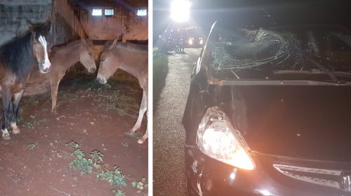 Imagem referente a Cavalos soltos provocam acidentes na PRc-467, no São Cristóvão