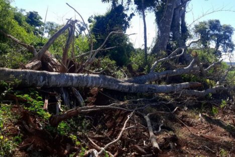 Imagem referente a Batalhão Ambiental localiza desmatamento em Catanduvas e aplica multa de R$ 84 mil