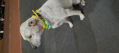 Cachorra é encontrada no bairro <b>Santa Cruz</b> Cachorra é encontrada no bairro <b>Santa Cruz</b>