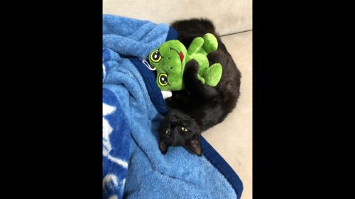 Gato Castiel desapareceu no bairro Brasília Gato Castiel desapareceu no bairro Brasília