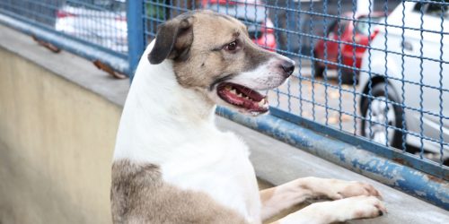 Fogos podem perturbar os pets; veja dicas que podem ajudar Fogos podem perturbar os pets; veja dicas que podem ajudar