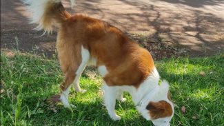 Cachorro foi encontrado no Bairro Alto Alegre