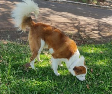 Cachorro foi encontrado no Bairro Alto Alegre