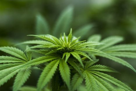 Proposta que assegura medicamentos à base de cannabis sativa é aprovada na Assembleia