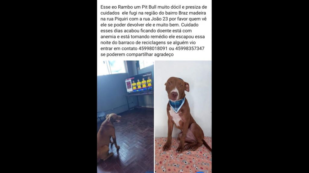 Cachorro Rambo Pit Bull desapareceu no bairro Brasmadeira