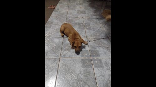 Cachorra Mel desapareceu no bairro Parque São Paulo