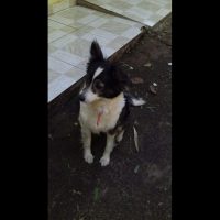 Cachorra Nina desaparece e deixa criança “doente”, no bairro Santa Cruz