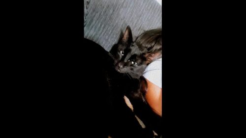 Gato Neguinho desapareceu no bairro Santa Cruz