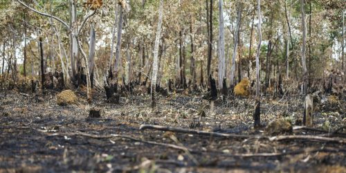 Incêndios florestais aumentam na Amazônia após novo Código Florestal