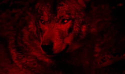 O lobo do Lula – por Caio Gottlieb