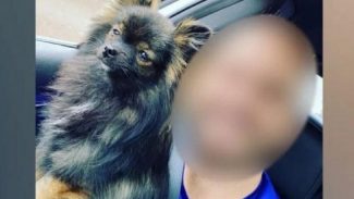 Justiça concede guarda provisória do cachorro Bento à ONG