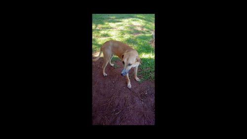 Cachorro Nego desapareceu na Zona Rural de Cascavl