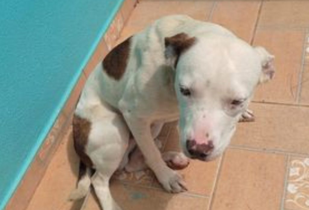 Cachorro é encontrado no bairro Maria Luiza Cachorro é encontrado no bairro Maria Luiza