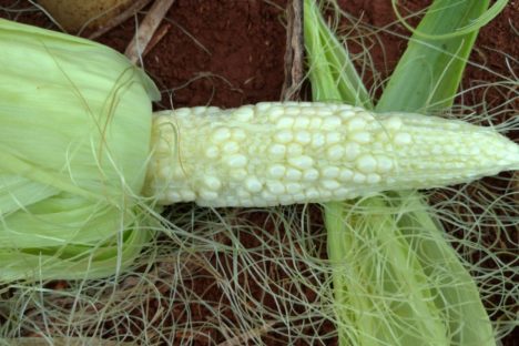 IDR-Paraná discute enfezamento do milho com produtores que participarão do Show Rural