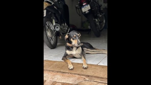 Cachorro Ronaldo desapareceu no bairro Neva
