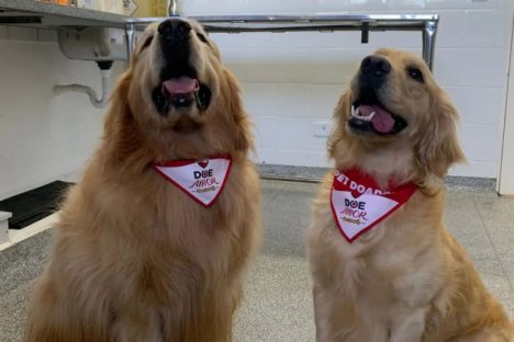 Laboratório da UEL pede novos doadores de sangue para transfusão em cães e gatos