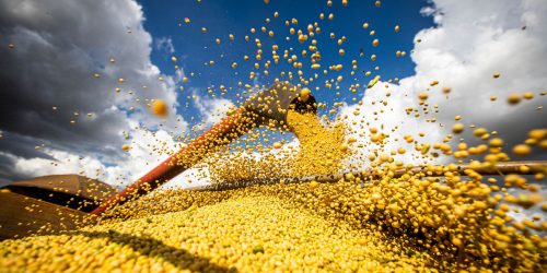 Imagem referente a Previsão de safra de grãos é 310,6 milhões de toneladas, diz Conab