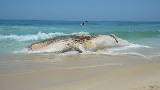 Projeto da Petrobras encontra mais de 30 mil animais mortos em praias