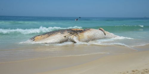 Projeto da Petrobras encontra mais de 30 mil animais mortos em praias
